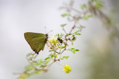 Cyanophrys miserabilis