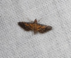 Metasia polytima