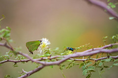 Cyanophrys miserabilis