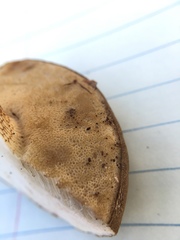 Retiboletus