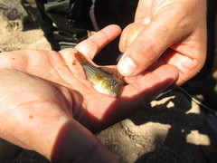Gymnogeophagus