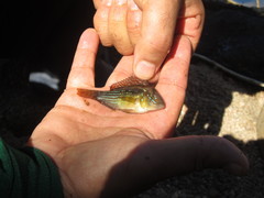 Gymnogeophagus