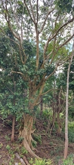 Ficus gomelleira