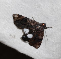 Catephia linteola