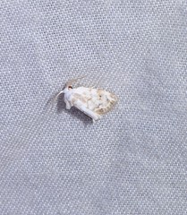 Niphopyralis chionesis