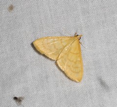 Paratalanta aureolalis