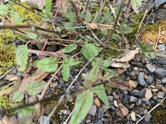 Boerhavia dominii