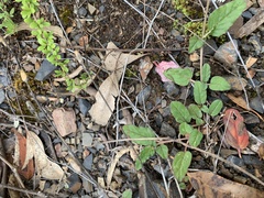 Boerhavia dominii