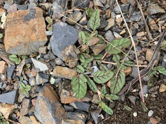 Boerhavia dominii
