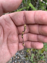 Boerhavia dominii