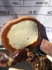 Ganoderma curtisii