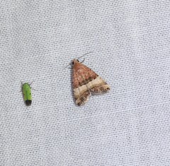 Pseudozarba orthopetes