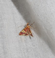 Taurometopa phoenicozona