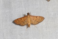 Tatobotys janapalis