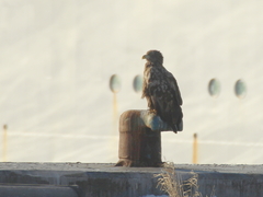 Haliaeetus albicilla