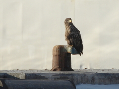 Haliaeetus albicilla