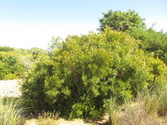 Pouteria salicifolia