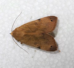 Ophiusa costiplaga