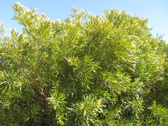 Pouteria salicifolia