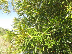 Pouteria salicifolia