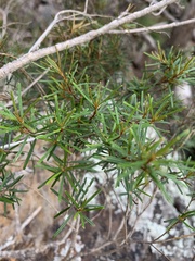 Phebalium squamulosum