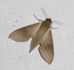 Theretra indistincta