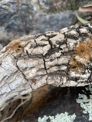 Phebalium squamulosum