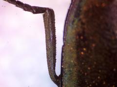 Chalcolepidius oxydatus