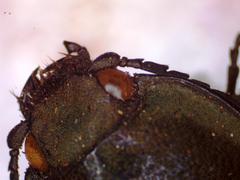 Chalcolepidius oxydatus