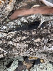 Phebalium squamulosum