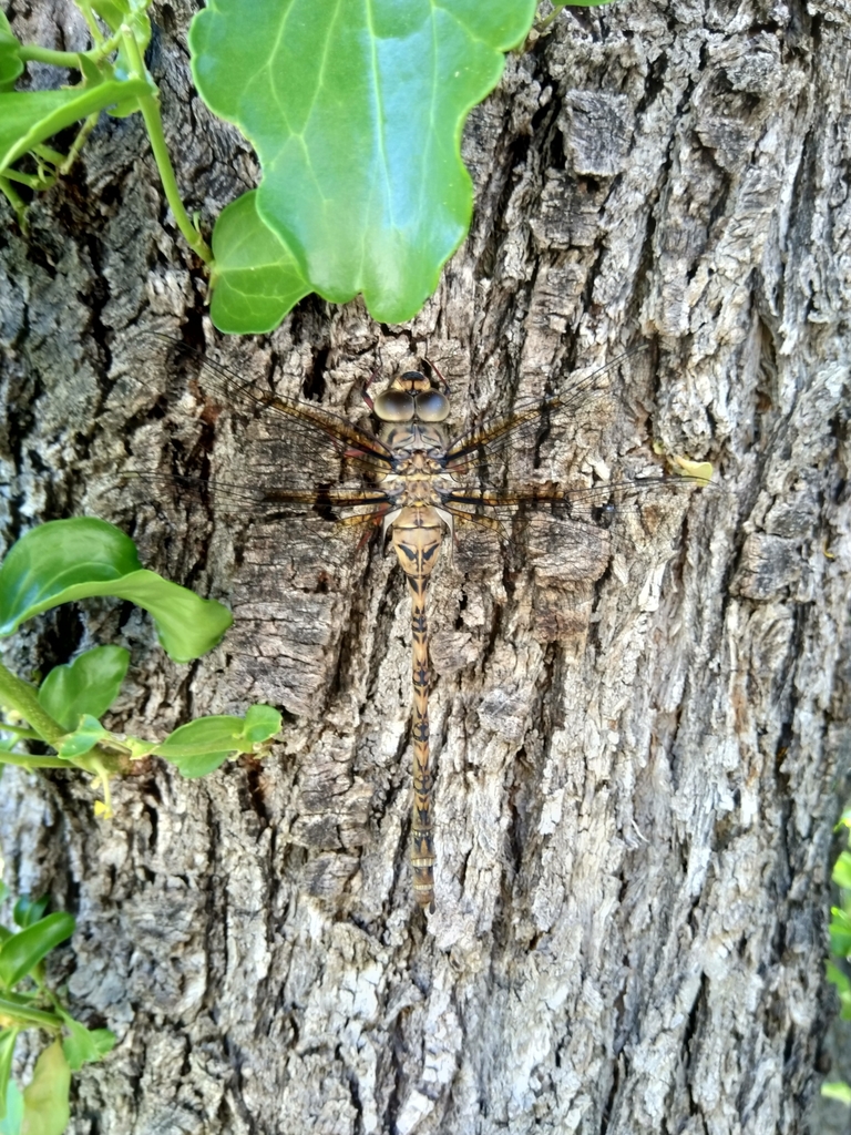Allopetalia reticulosa