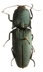 Chalcolepidius oxydatus