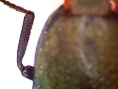 Chalcolepidius oxydatus