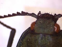 Chalcolepidius oxydatus