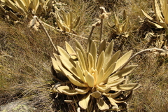 Espeletia congestiflora
