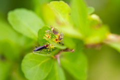 Stenosphenus dolosus