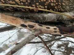 Biscogniauxia bartholomaei