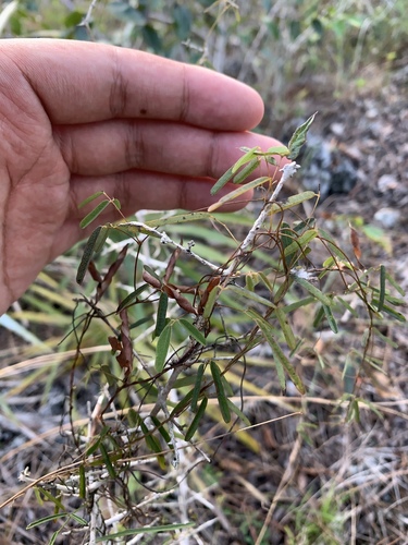 South Florida Milkpea (Galactia austrofloridensis)