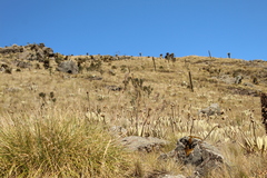 Espeletia congestiflora