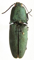 Chalcolepidius oxydatus