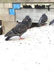 Columba livia domestica