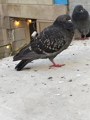 Columba livia domestica