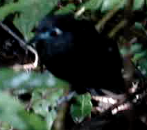 Hafferia zeledoni