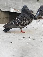 Columba livia domestica