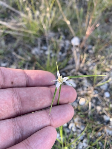 Image of Rhynchospora floridensis by (c) Brandon Corder, some rights reserved (CC BY)