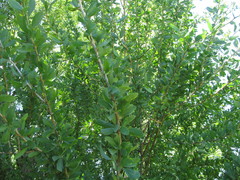 Acanthosyris spinescens