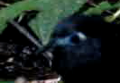 Hafferia zeledoni