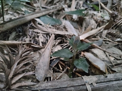 Cheirostylis tortilacinia