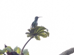 Chionomesa fimbriata