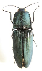 Chalcolepidius oxydatus